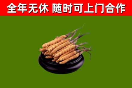 武汉市回收散虫草