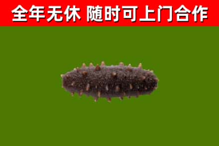 武汉市回收海参干